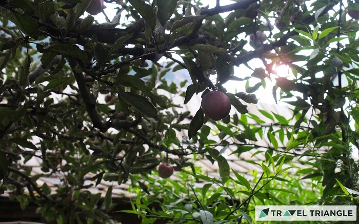 Apple orchids of Himachal