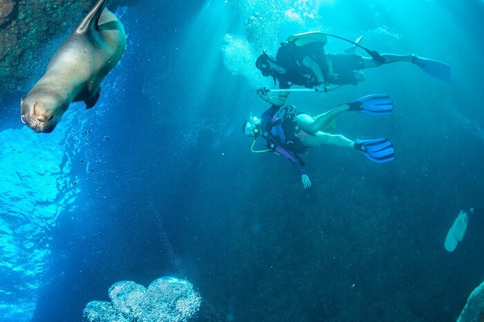 A couple snorkels around a sea lion puppy at the waters of Galápagos