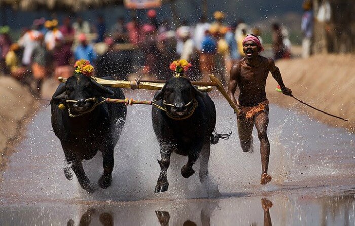 Kambala buffalo races