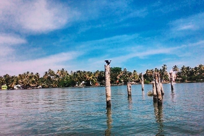 A shot of the lake Kayamkulam Kayal and the banks taken from a boat on the lake