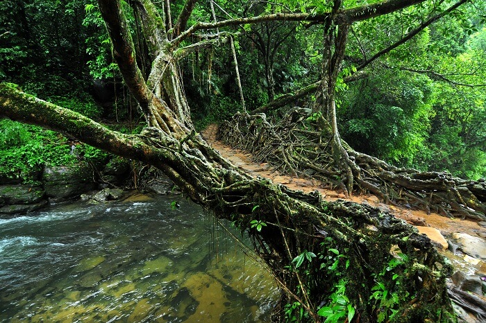 The famous Living Root Bridge in the Mawlynnong village of Meghalaya
