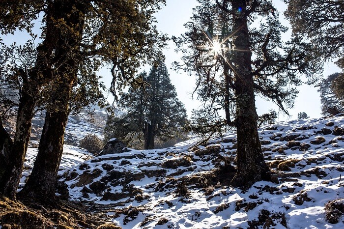 Snowclad path to Tungnath temple in chopta