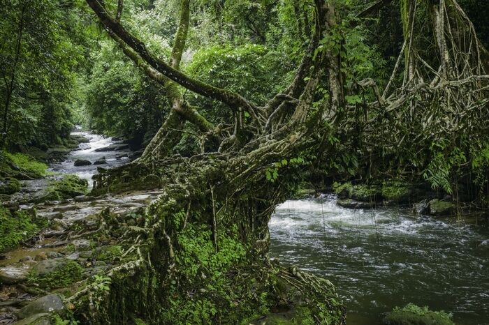 The living roots bridge in Shillong