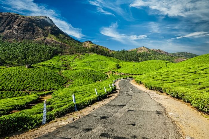 Road through tea plantation in Munnar