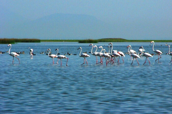 A group of migratory birds walking across the Chilka lake