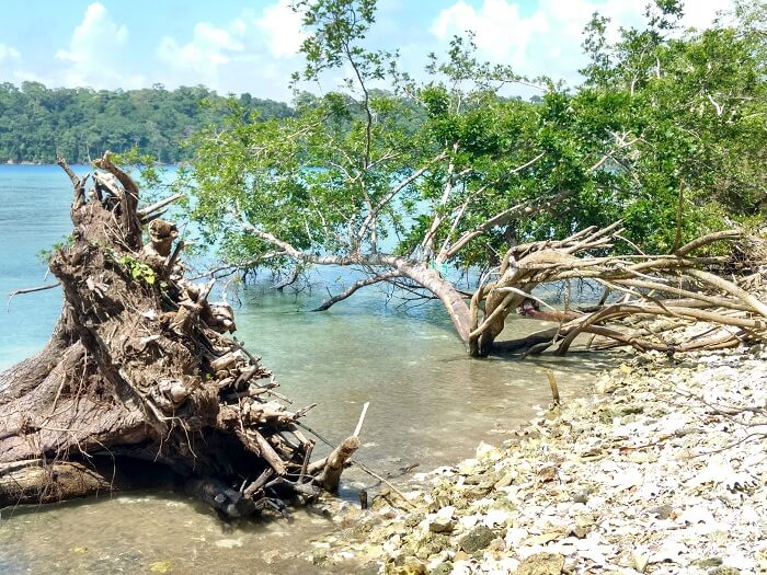Beautiful Radhanagar beach in Andaman