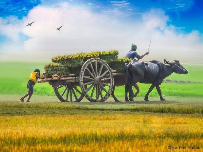 Visit the charming fields ad rural life of Bangladesh
