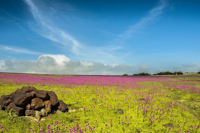 A beautiful shot of the Kaas Plateau in Maharashtra that is covered with flowers