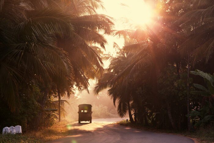 A jeep driving amidst the trees in Sri Lanka