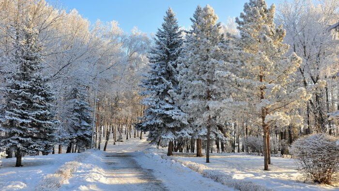 A road in Russia winding through a beautiful forest covered in snow in winters