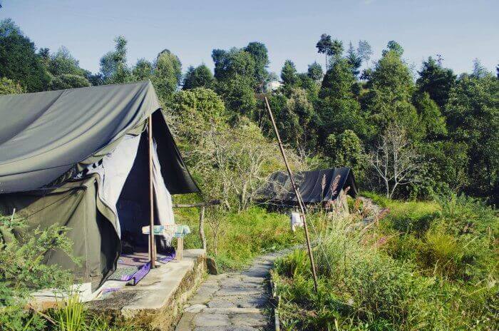 the tents at camp purple