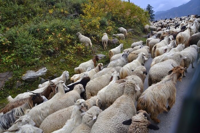 Sheeps on the road in Manali