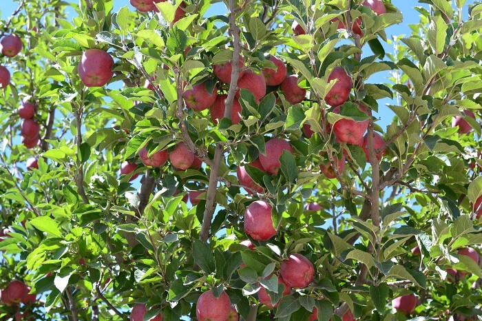 Apple tree in Tabo