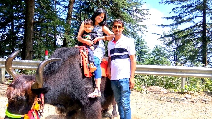 Yak riding in Kufri