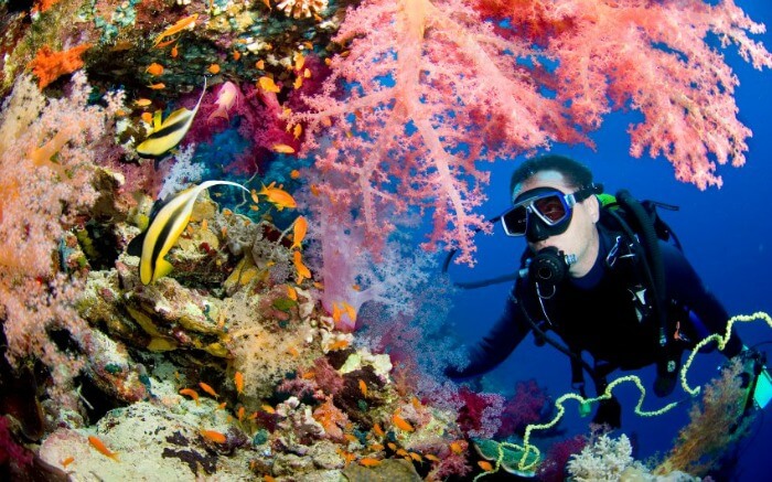 Scuba diver with colorful corals and fishes