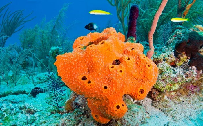 Fishes swimming near an orange sea sponge