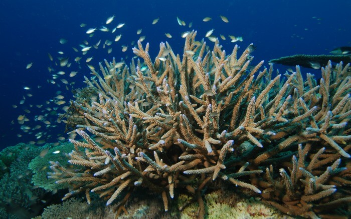 Fishes swimming around staghorn corals