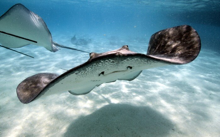 Stingray swimming in the ocean