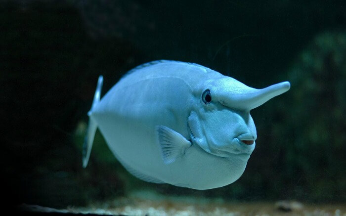 Unicorn fish