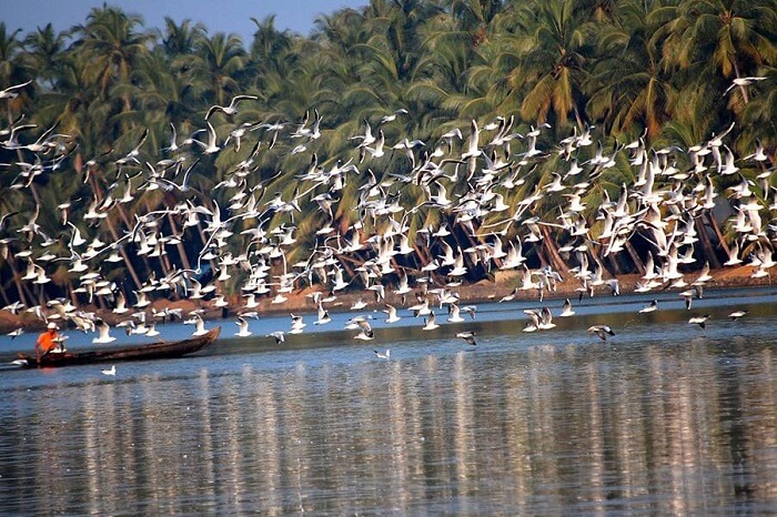 Numerous birds seen flying from the Payyoli Beach