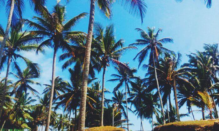 coconut trees at kovalam