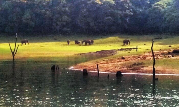 elephants in periyar national park