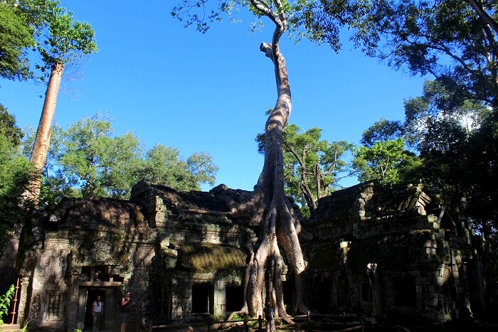 Nature in Ta Phrom Temple