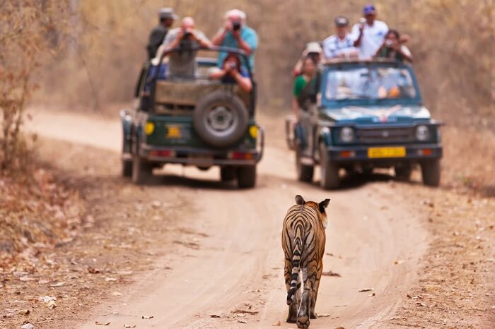 A scene from the Jim Corbett safari