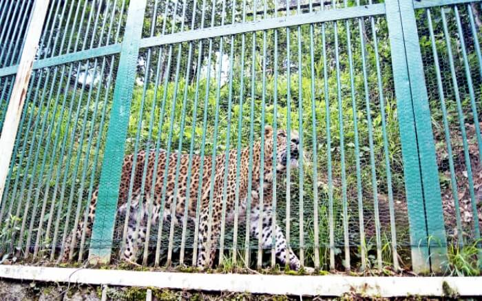 A leopard in Himalayan Nature Park in Kufri