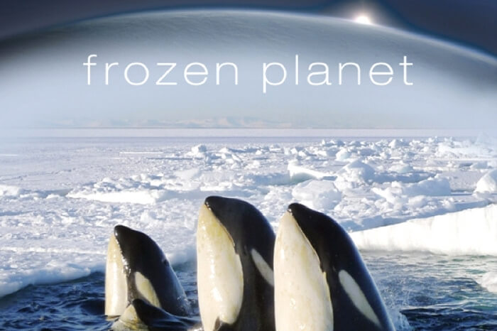 Dolphins playing in waters of the Arctic in a still form Frozen Planet