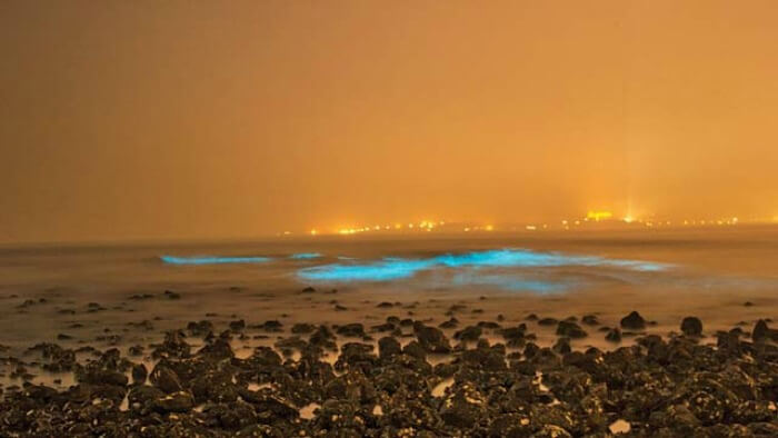 bioluminescence on juhu beach in mumbai