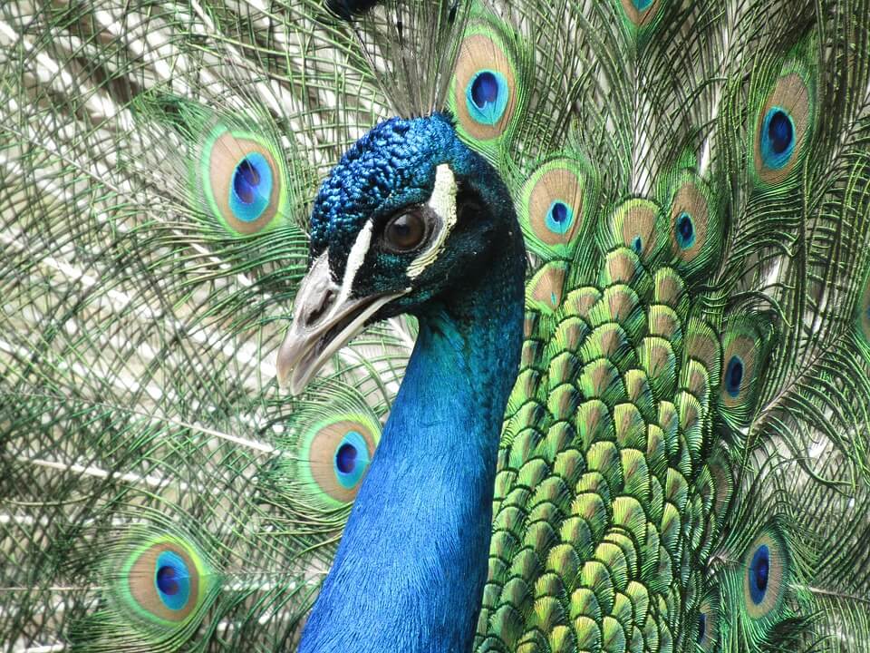 peacock-2422663_960_720