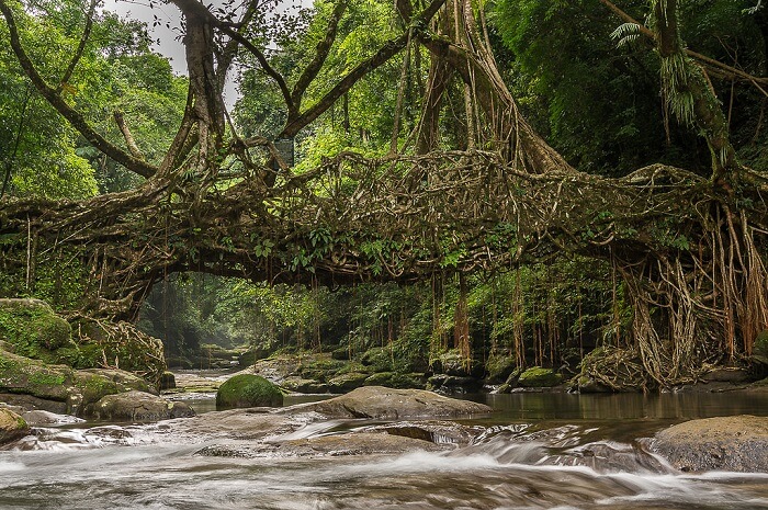 The living root bridge in Meghalaya