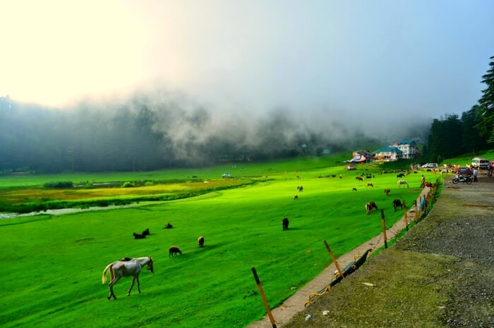 Beautiful morning in Khajjiar