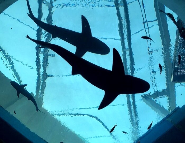 Sharks at the Sentosa Island
