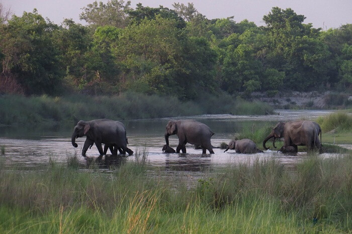 Elephants crossing in Bardia