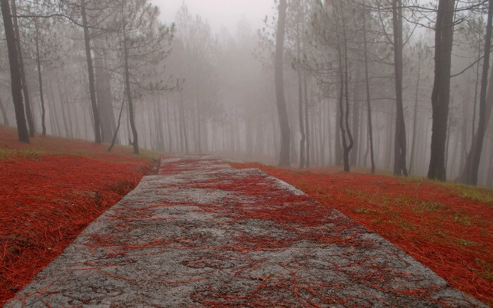 Cemented trail covered in mist