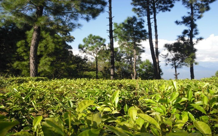 Tea Estate in Kausani