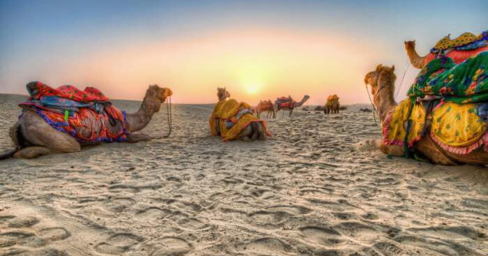 Camels sitting in a desert at sunset