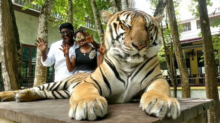 Tiger Kingdom in Phuket