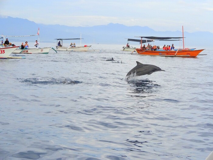 Dolphins in the ocean Bali