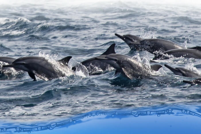 Dolphin watching at Kalpitiya in Sri Lanka is an amazing experience