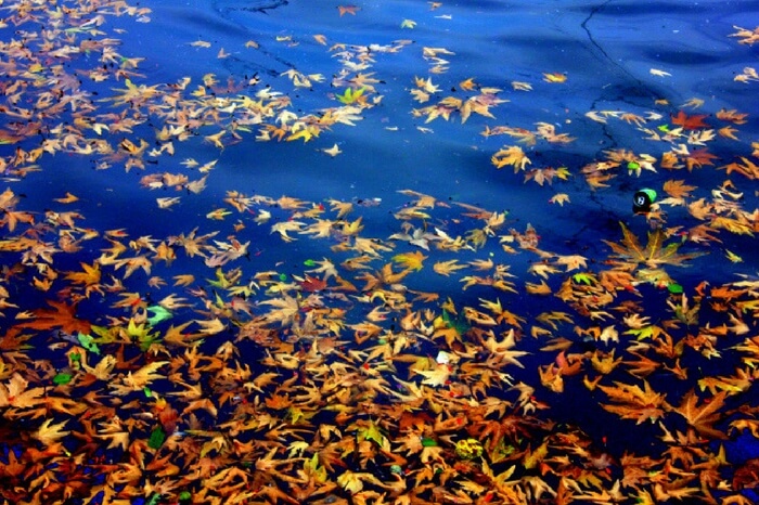 Leaves floating in Dal Lake in autumn