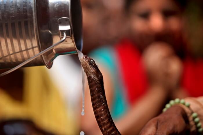 A nag being offered milk during Nag Panchami Festival