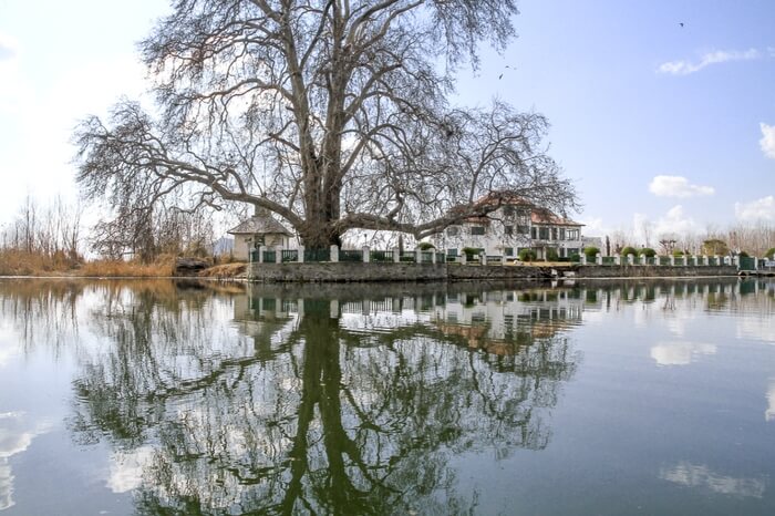 A chinar tree standing tall in Dal Lake in Kashmir