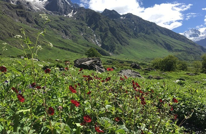 Valley Of Flowers