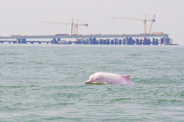Dolphin watching in Tai O Village Hong Kong