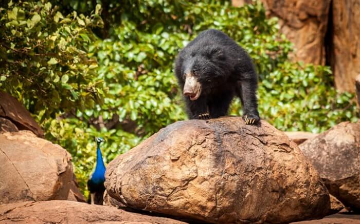 A bear in Daroji Bear Sanctuary