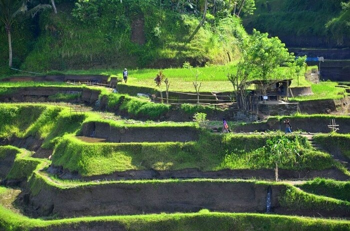 Greenery in Ubud