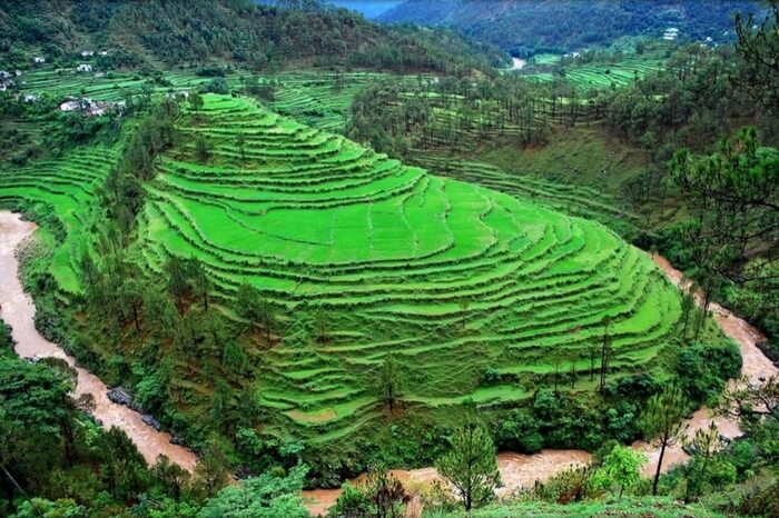 View of a terrace farm in Almora district of Uttarakhand
